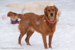 Skye - 8 months old