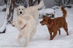 TXTLC-snow_day_Golden_Retriever-2021-02-18-18-Small