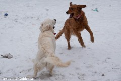 TXTLC-snow_day_Golden_Retriever-2021-02-18-3-Small