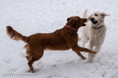 TXTLC-snow_day_Golden_Retriever-2021-02-18-7-Small