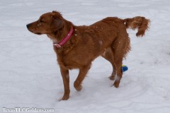 TXTLC-snow_day_Golden_Retriever-2021-02-18-8-Small