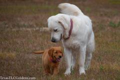 Skye (8 Weeks), Ryder (12 months)