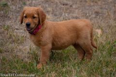 Skye - 8 Weeks Old