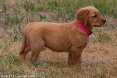 Skye - 8 Weeks Old