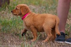 Skye - 8 Weeks Old