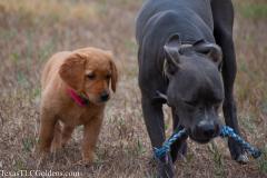 Skye (8 weeks) playing with a new friend