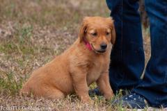 Skye - 8 Weeks Old
