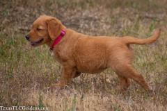 Skye - 8 Weeks Old