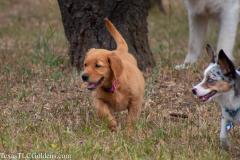 Skye - 8 Weeks Old