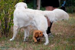 Skye (8 Weeks), Ryder (12 months)