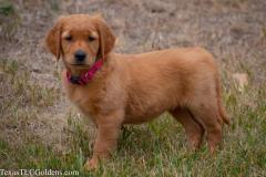 Skye - 8 Weeks Old