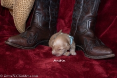 Austin - Male