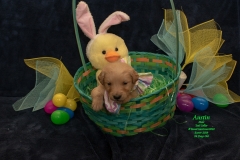 Austin at Easter