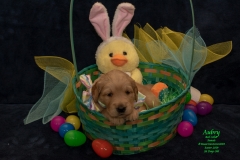 Aubrey at Easter
