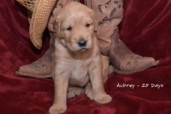 Aubrey25
