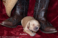 Aubrey - Female - 8 days old