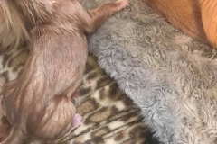 Aubrey - female - minutes old