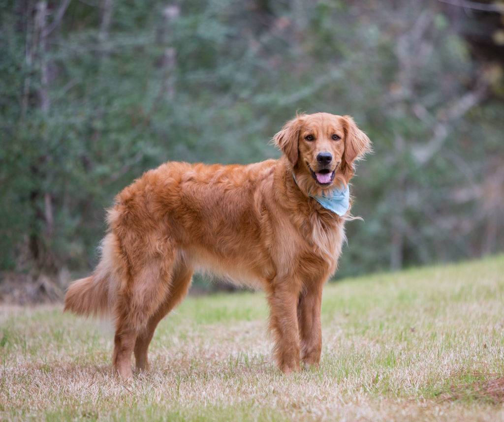 Golden Retriever