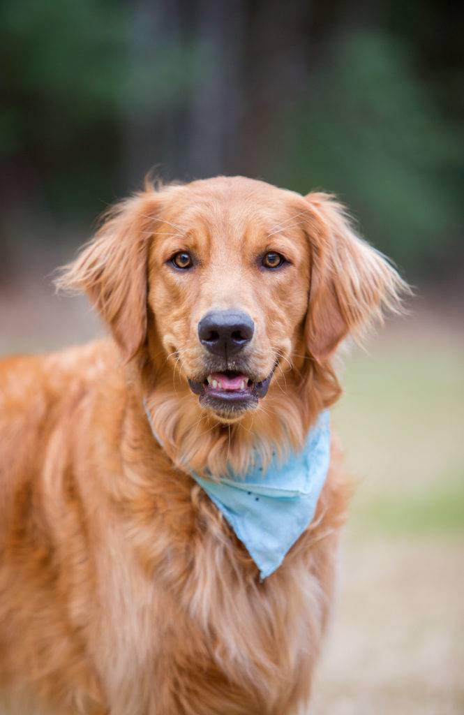Golden Retriever