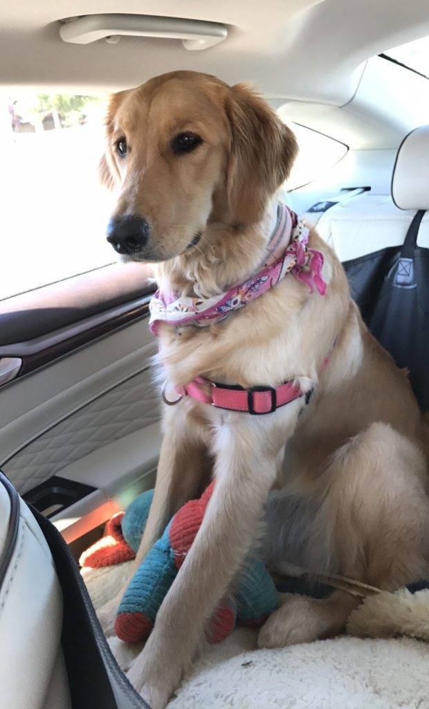 Golden Retriever