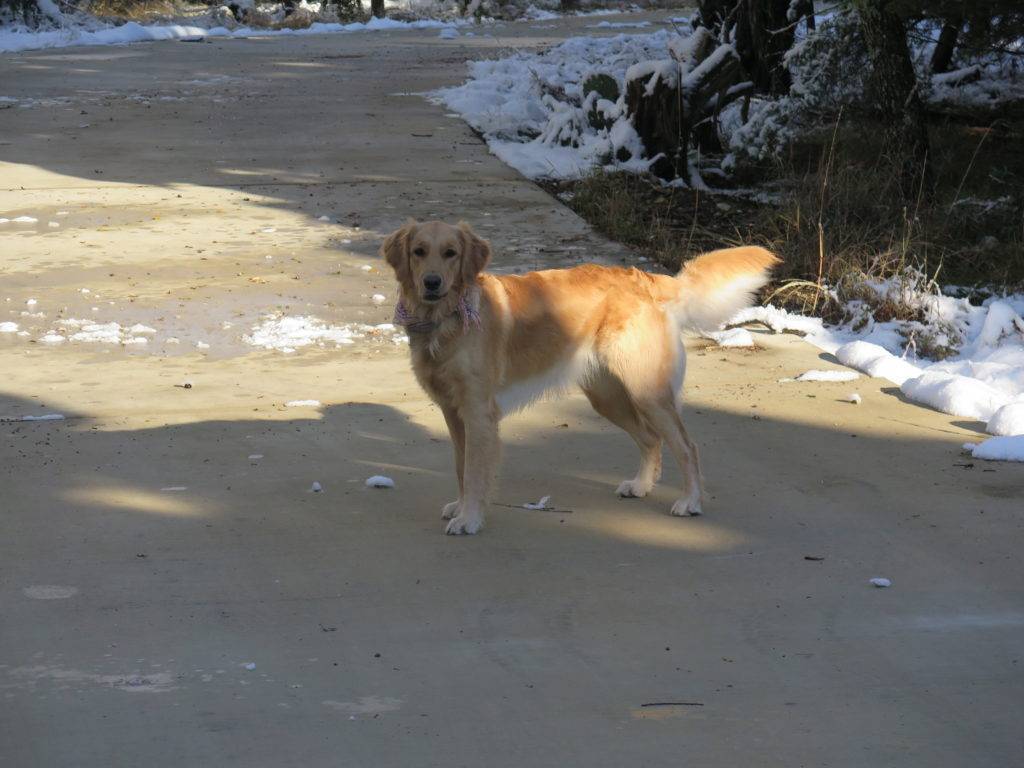 Golden Retriever