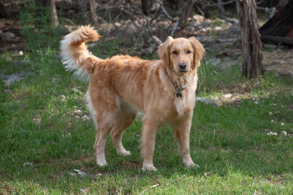 Golden Retriever