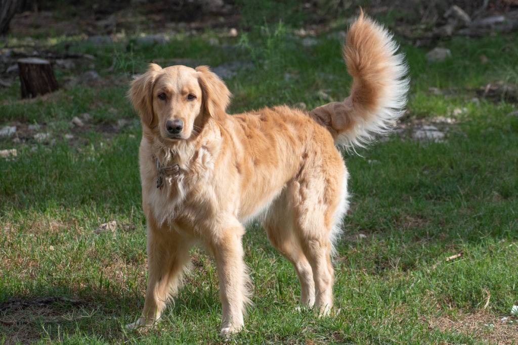 Golden Retriever