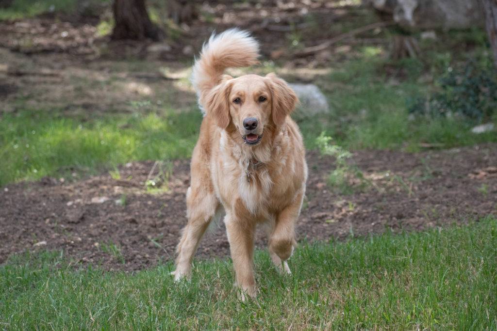 Golden Retriever