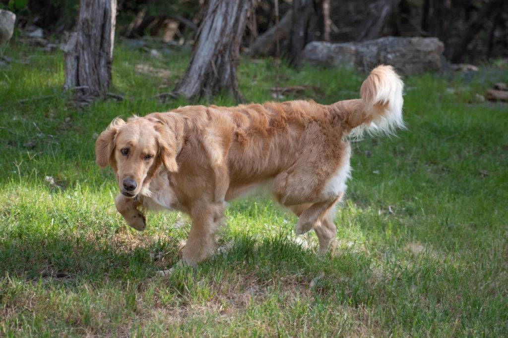 Golden Retriever