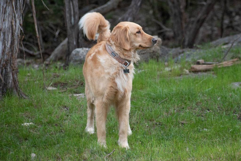 Golden Retriever