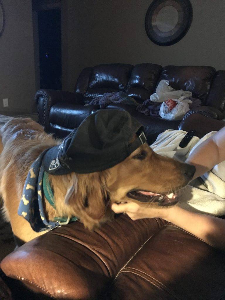 Golden Retriever