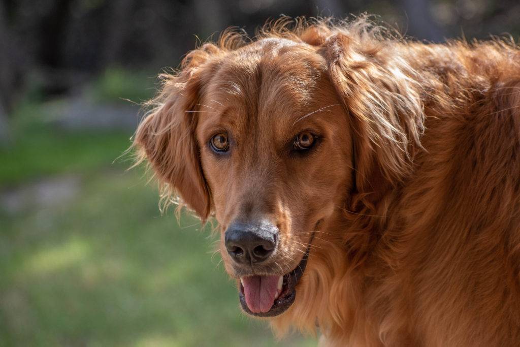 Golden Retriever