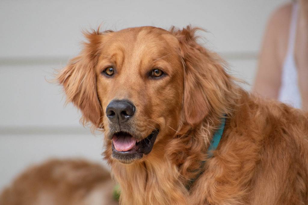 Golden Retriever