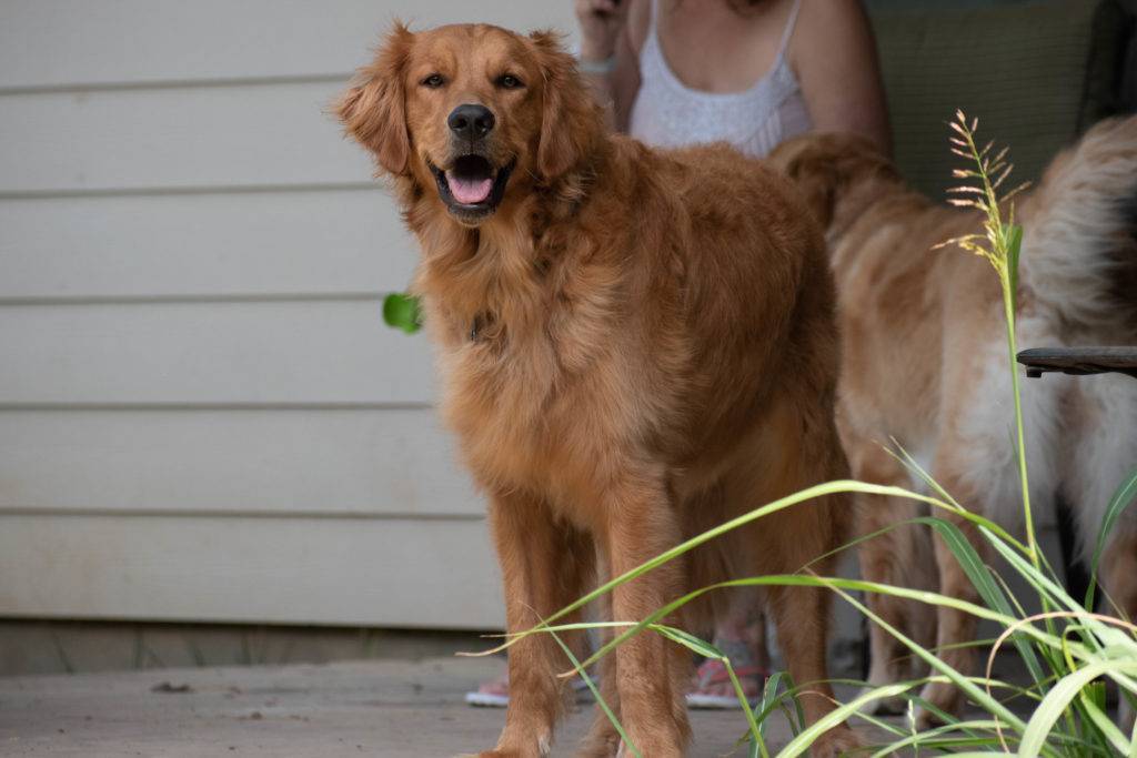 Golden Retriever
