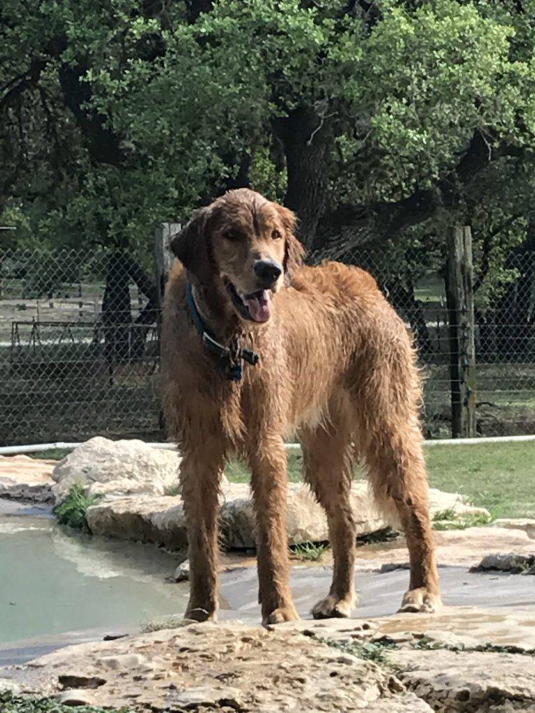 Golden Retriever