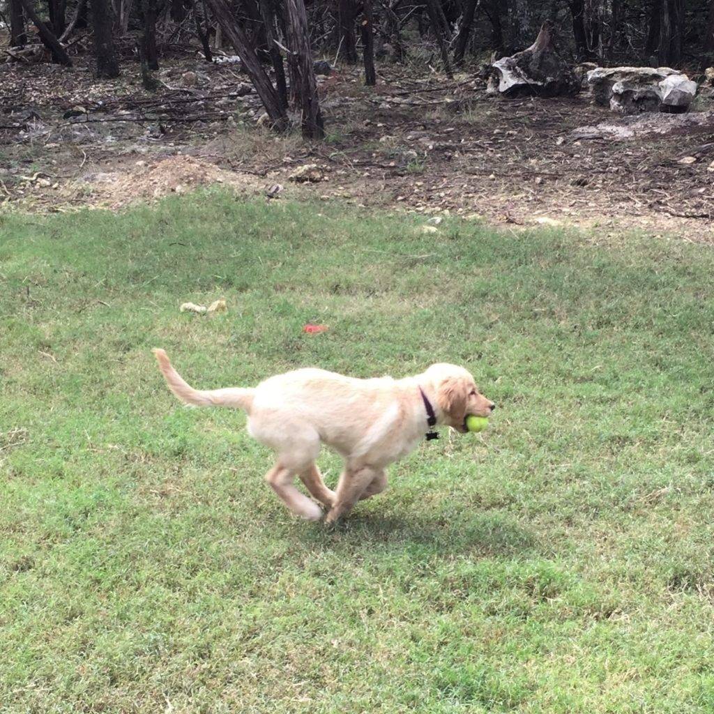 Golden Retriever