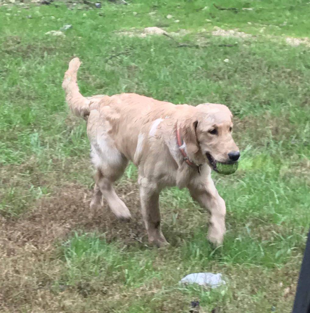 Golden Retriever