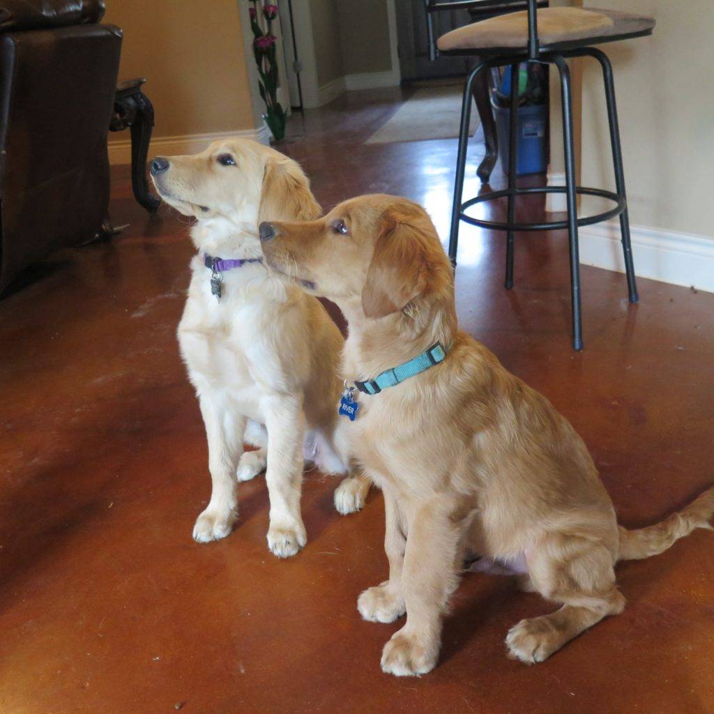 Golden Retriever