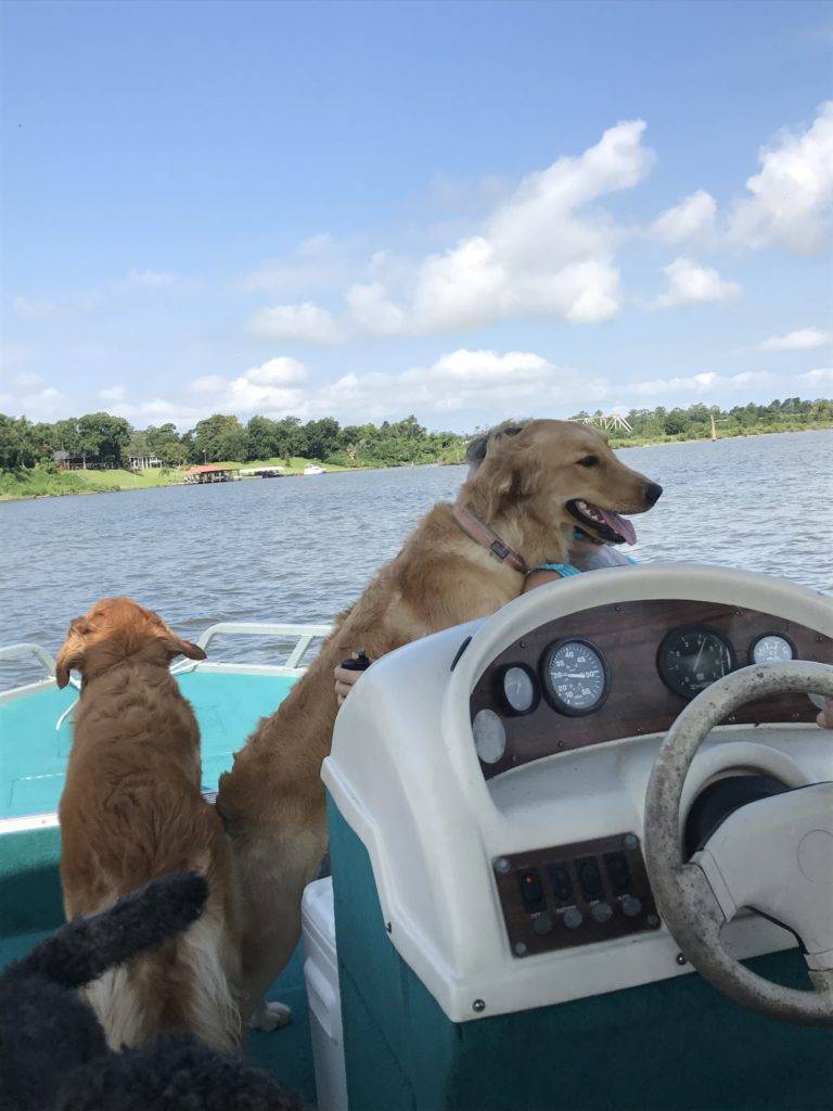 Golden Retriever