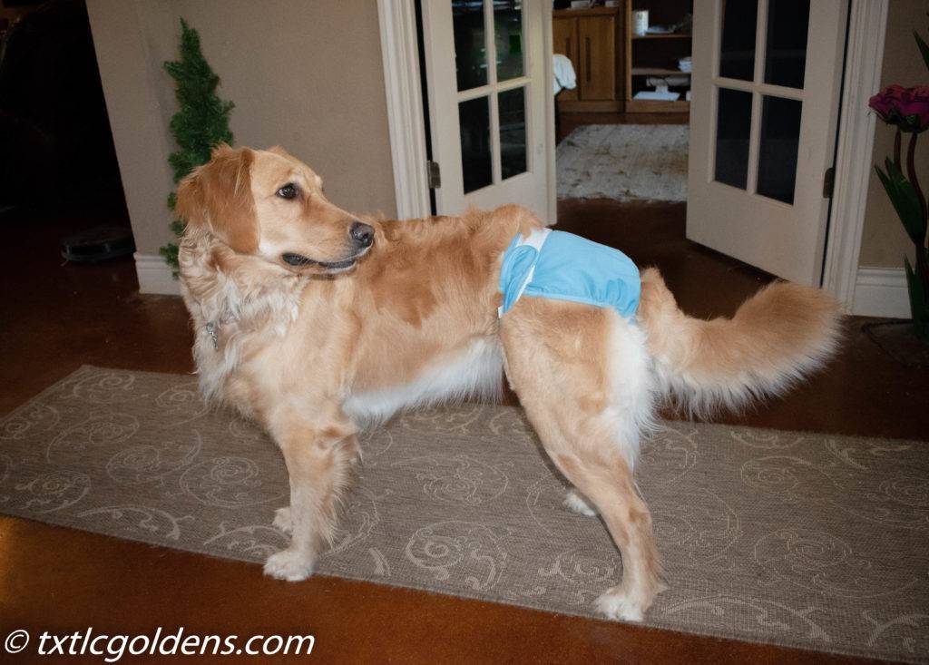 Golden Retriever