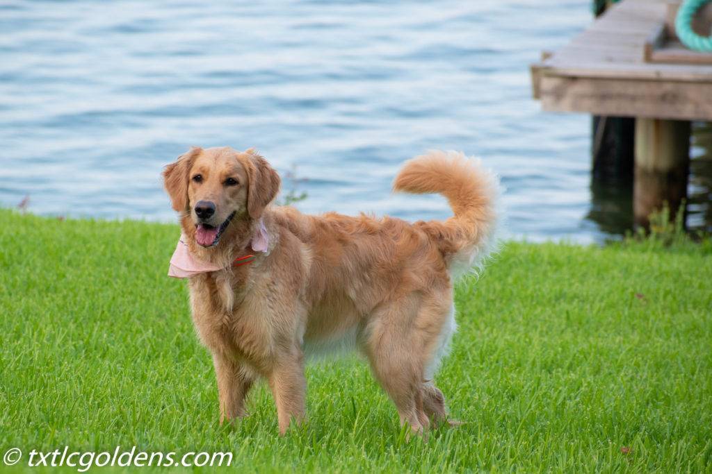 Golden Retriever