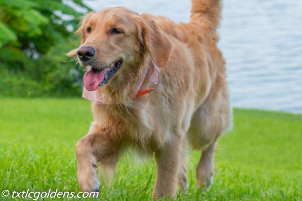 Golden Retriever
