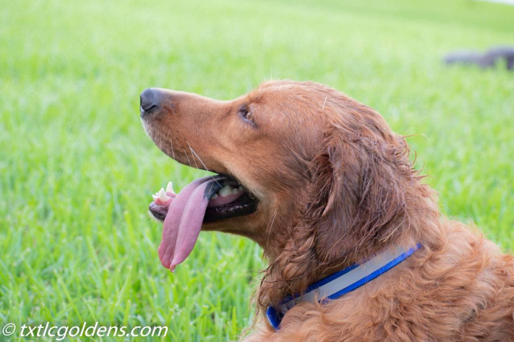 Golden Retriever