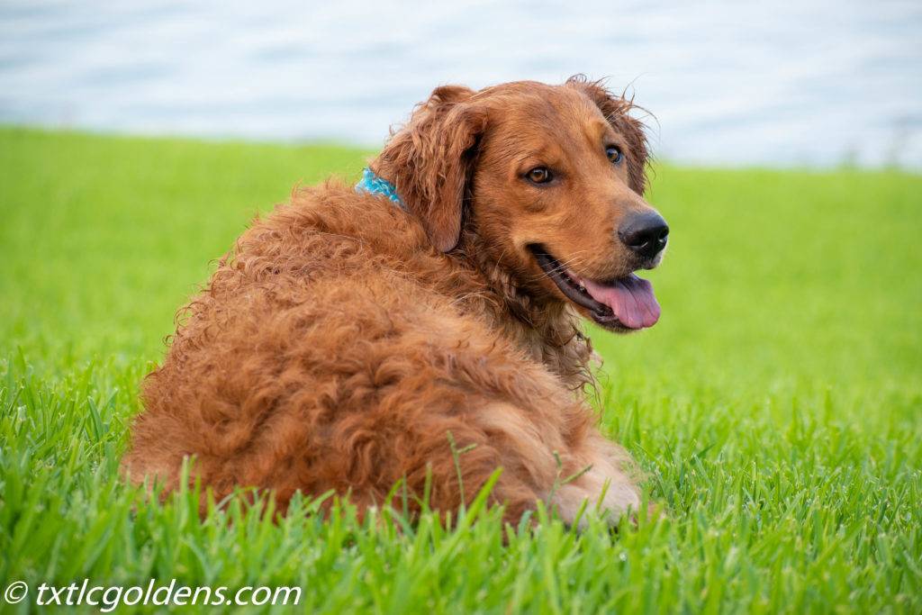 Golden Retriever